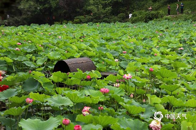 重庆华岩寺荷花绽放 仙气十足