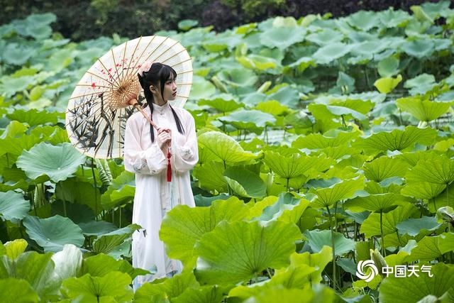 重庆华岩寺荷花绽放 仙气十足