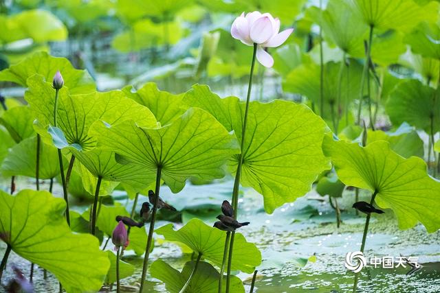 重庆华岩寺荷花绽放 仙气十足