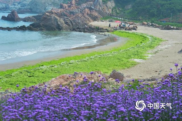 浒苔再度入侵青岛 大片绿潮似草地