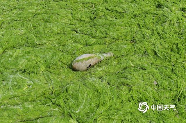 浒苔再度入侵青岛 大片绿潮似草地