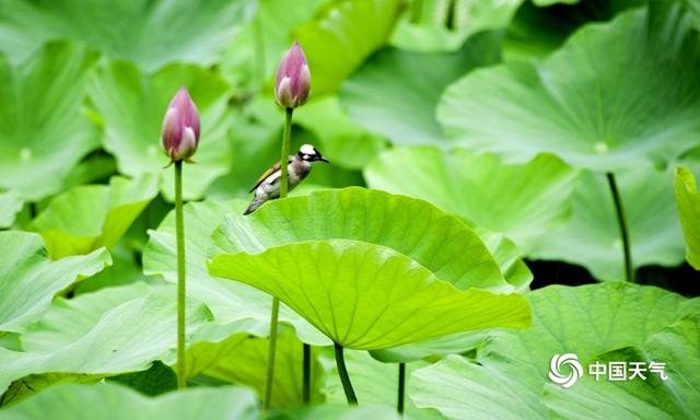 湖南安乡荷花绽放 小鸟找到“避暑圣地”