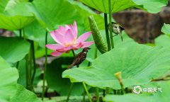 湖南安乡的荷花在夏日里