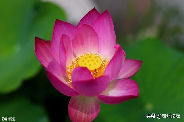 河北定州:一大波美图来袭!这个夏天看这个就够了