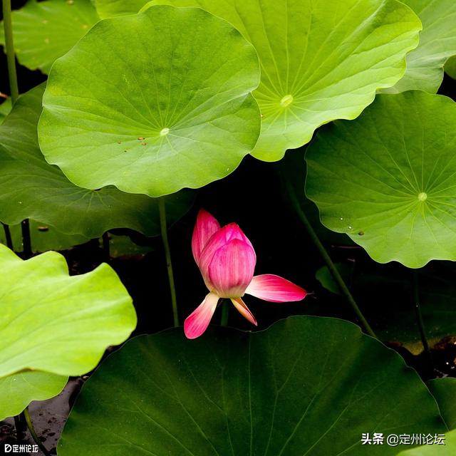 河北定州:一大波美图来袭!这个夏天看这个就够了