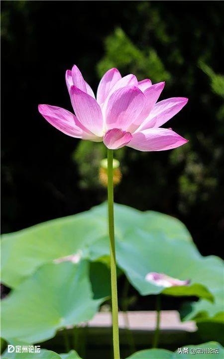 河北定州：一大波美图来袭！这个夏天看这个就够了