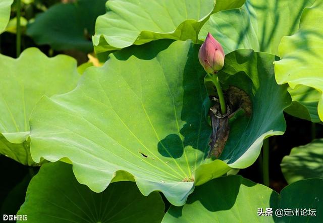 河北定州：一大波美图来袭！这个夏天看这个就够了