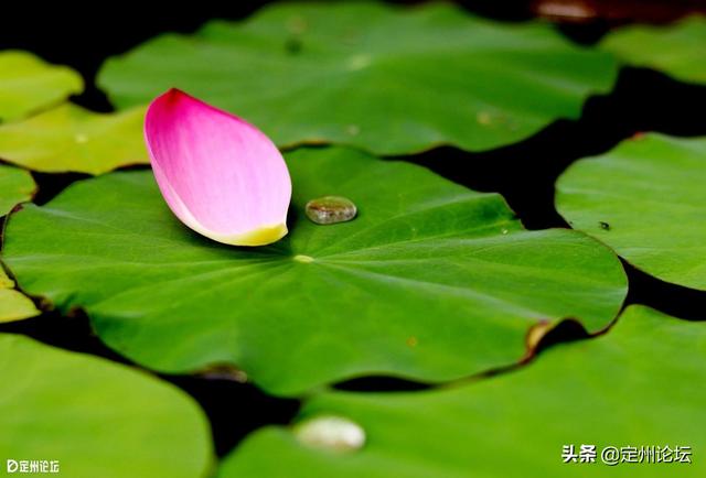 河北定州：一大波美图来袭！这个夏天看这个就够了