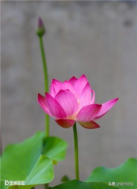 河北定州:一大波美图来袭!这个夏天看这个就够了