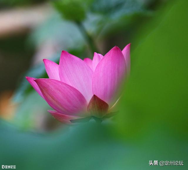 河北定州：一大波美图来袭！这个夏天看这个就够了