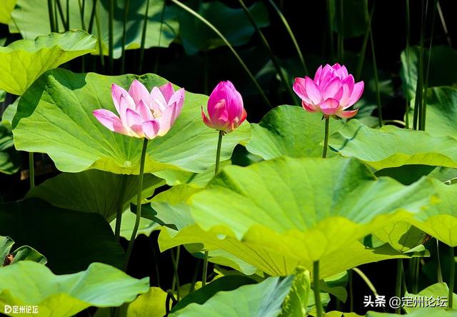 河北定州：一大波美图来袭！这个夏天看这个就够了