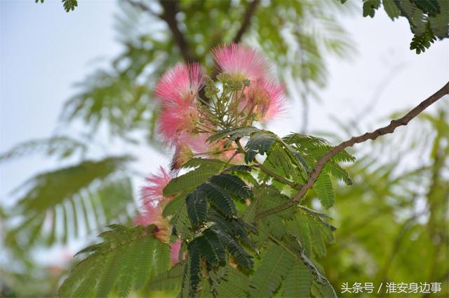 一大波美图来袭！夏天的这些花，你都认识吗？