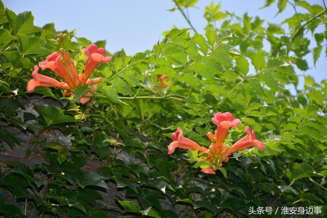 一大波美图来袭！夏天的这些花，你都认识吗？