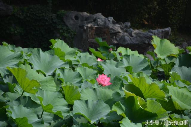 一大波美图来袭！夏天的这些花，你都认识吗？