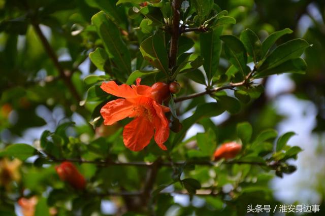 一大波美图来袭！夏天的这些花，你都认识吗？