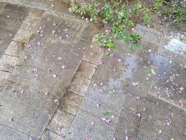 一场雨后,天气终于有了夏天的模样,心情明媚起来