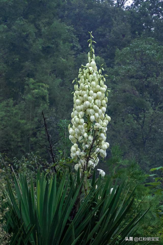 无处不在的夏日美景，处处好风光，一组摄影美图分享