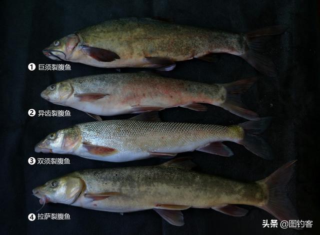 雅鲁藏布江的鱼类:藏在“深闺”人不知,我想揭开你的美!
