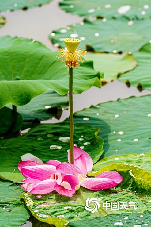 陕西西安:翠绿莲叶中夏荷盛放 荷香阵阵