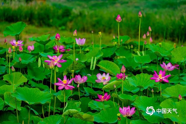 陕西西安:翠绿莲叶中夏荷盛放 荷香阵阵