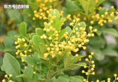 一般10～15天浇1次水，保持