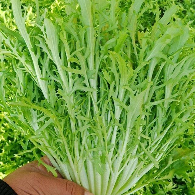 夏日消暑,尝尝这些苦味菜