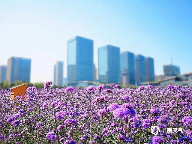 天津马鞭草进入盛花期 呈现梦幻紫色花海