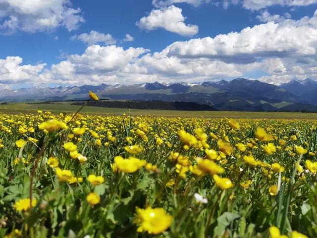 新疆特克斯县油菜花进入盛放期 遍地金黄迷人眼