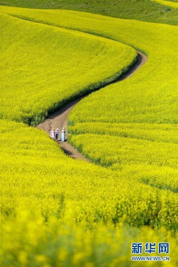 新疆特克斯县油菜花进入盛放期 遍地金黄迷人眼