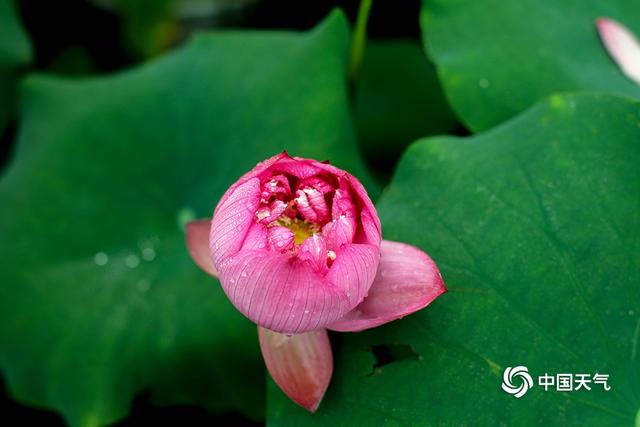 重庆华岩寺:雨中荷花更显娇艳