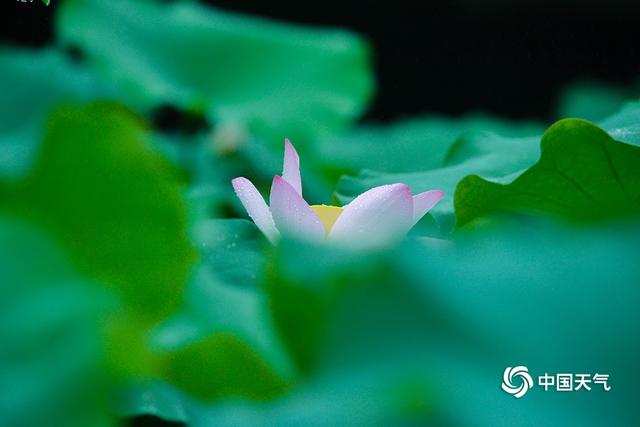 重庆华岩寺：雨中荷花更显娇艳