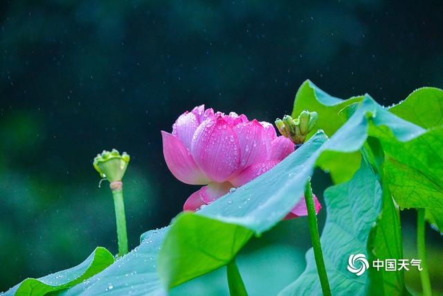 重庆华岩寺:雨中荷花更显娇艳