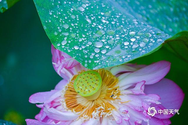 重庆华岩寺:雨中荷花更显娇艳