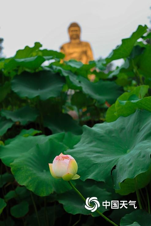 重庆华岩寺：雨中荷花更显娇艳