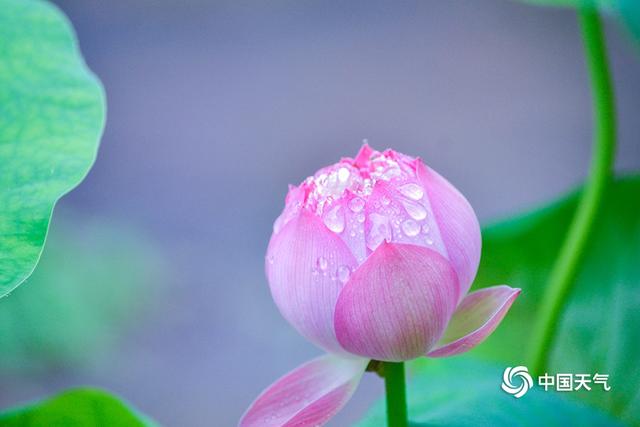 重庆华岩寺：雨中荷花更显娇艳