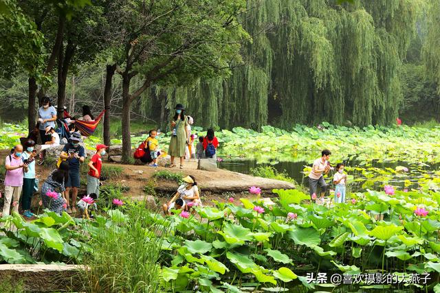 京城：圆明园遗址公园，千亩荷塘美的不像话