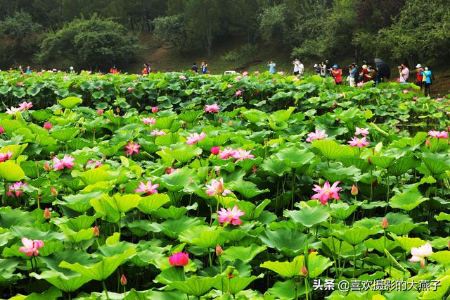 京城：圆明园遗址公园，千亩荷塘美的不像话