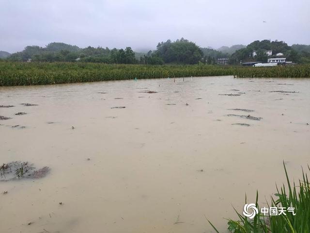 四川宜宾遭遇强降雨 内涝严重农田被淹
