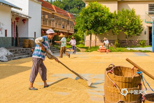 广东早稻成熟 农民不惧暑热收割忙