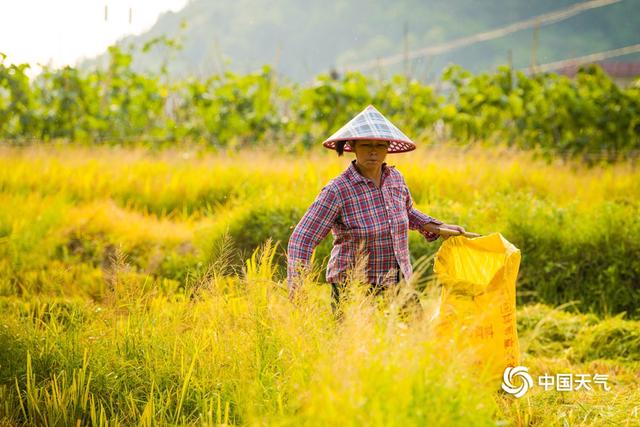 广东早稻成熟 农民不惧暑热收割忙