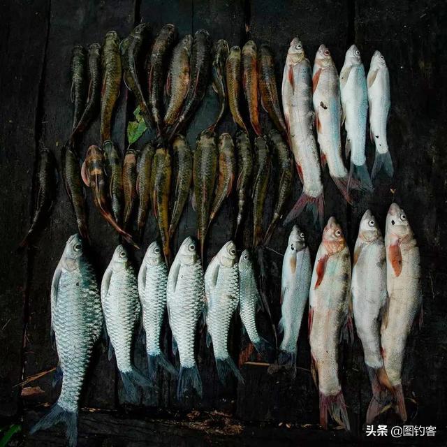 雅鲁藏布江的鱼类:藏在“深闺”人不知,我想揭开你的美!