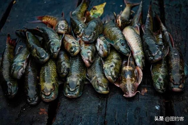 雅鲁藏布江的鱼类：藏在“深闺”人不知，我想揭开你的美！