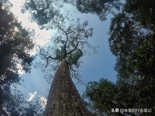 中国唯一被世界公认的热带雨林，为何是游客抬头看风景最多的地方