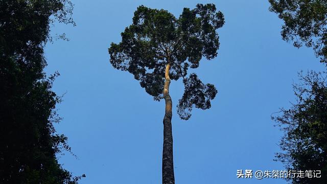 中国唯一被世界公认的热带雨林，为何是游客抬头看风景最多的地方