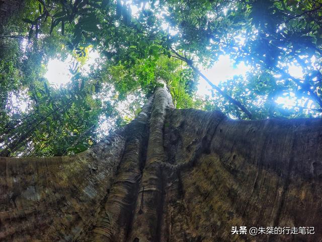 中国唯一被世界公认的热带雨林，为何是游客抬头看风景最多的地方
