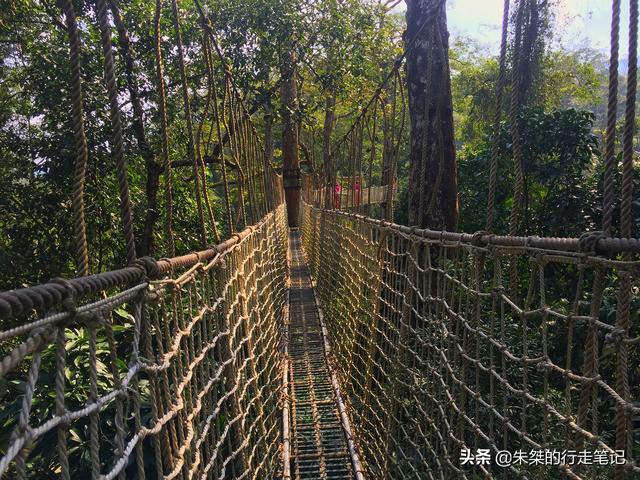 中国唯一被世界公认的热带雨林，为何是游客抬头看风景最多的地方