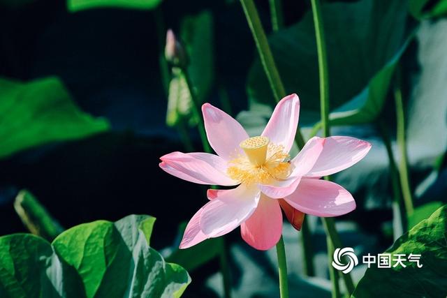 碧罗裙芙蓉面 辽化荟萃湖荷花正艳