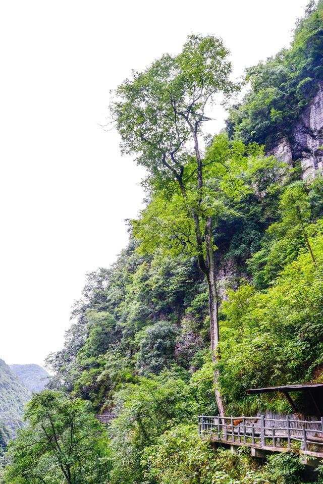 湖北恩施绝佳的避暑胜地，夏季平均气温仅20度，被称为最美峡谷