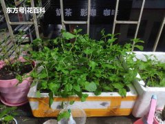 就是它的嫩芽可以用来吃