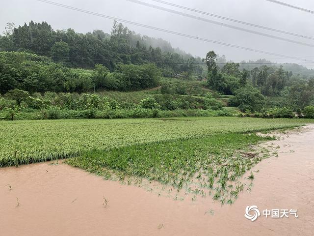 四川内江遭遇大暴雨 河水暴涨房倒桥塌